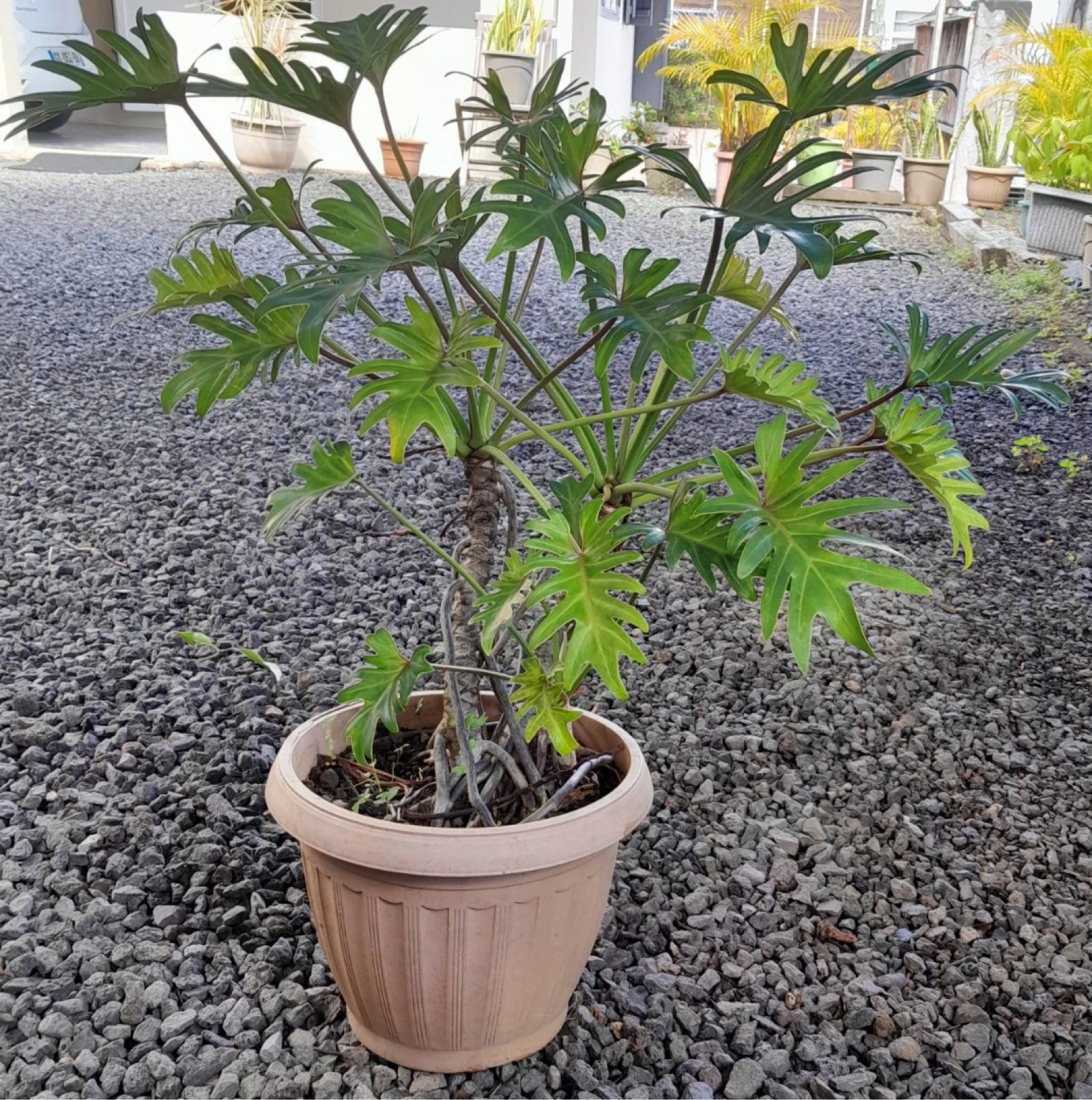 Plante Philodendron